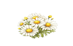 أهم فوائد البابونج