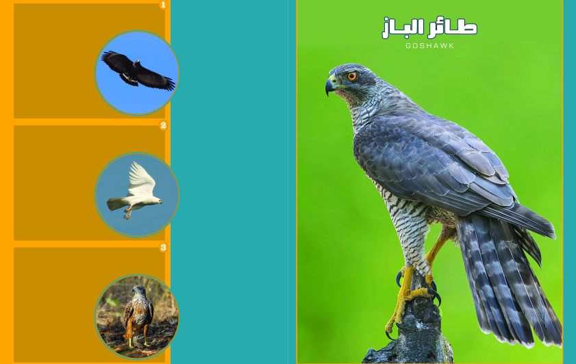 طائر الباز وأبرز أنواعه